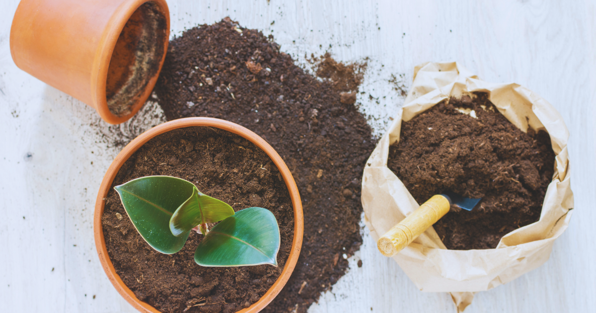 Use fresh, well-draining soil suited to your plant.png