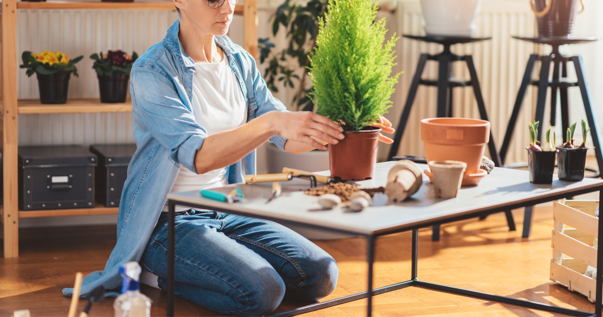 How to Acclimate Plants to Outdoor Conditions.png