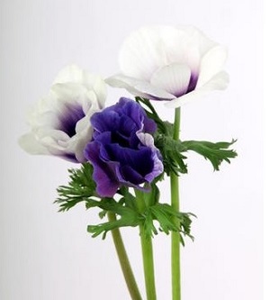 Anemone Coronaria ‘Rainbow Frenchy’ - Disponibilité : Mi-novembre - mi-mars 