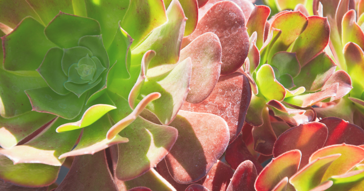 Move Succulents to Partial Shade.png