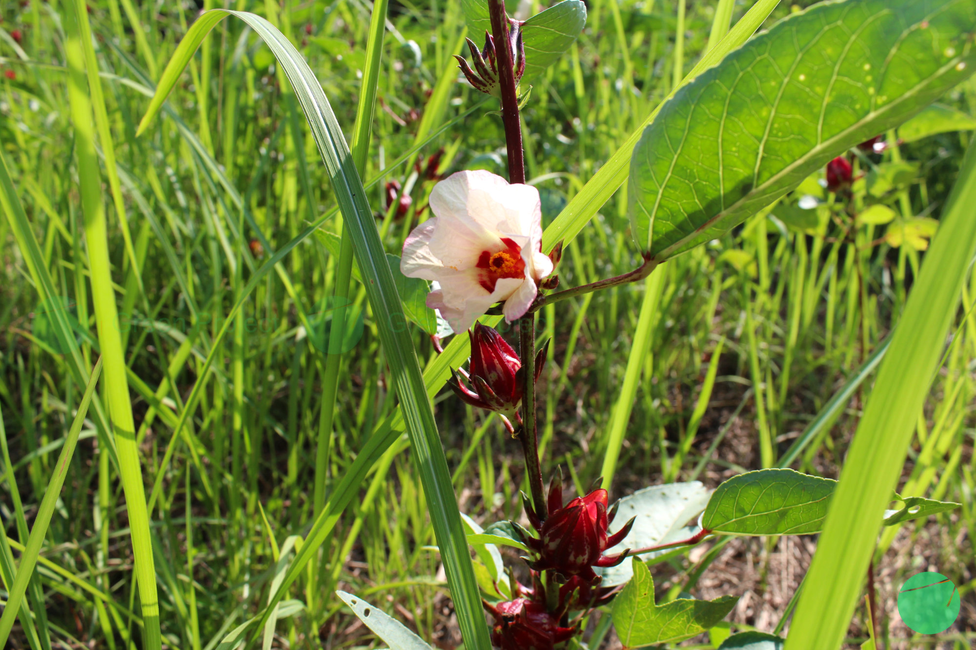 rosella - Hibiscus sabdariffa - 6.jpg