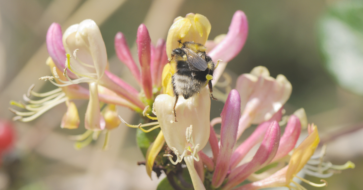 Honeysuckle (1).png