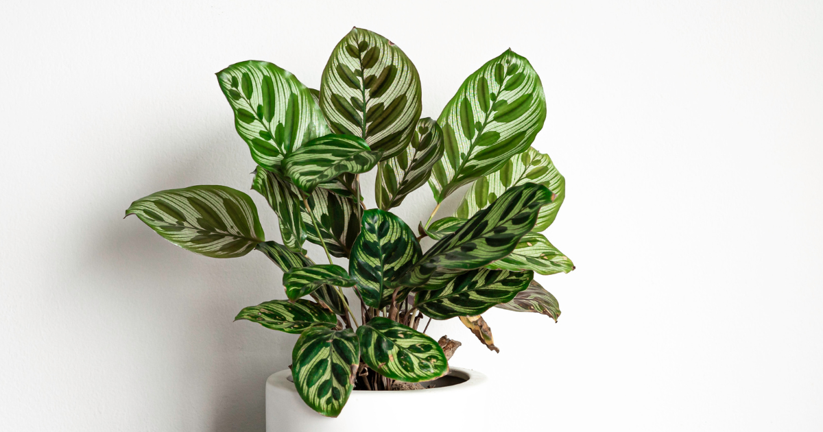 Calathea.png