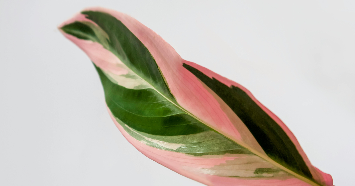 Philodendron Pink Princess.png