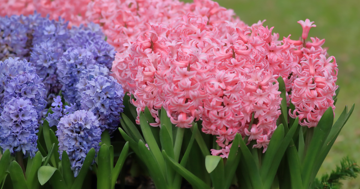 Hyacinths.png