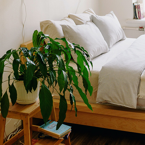plant next to bed.jpg