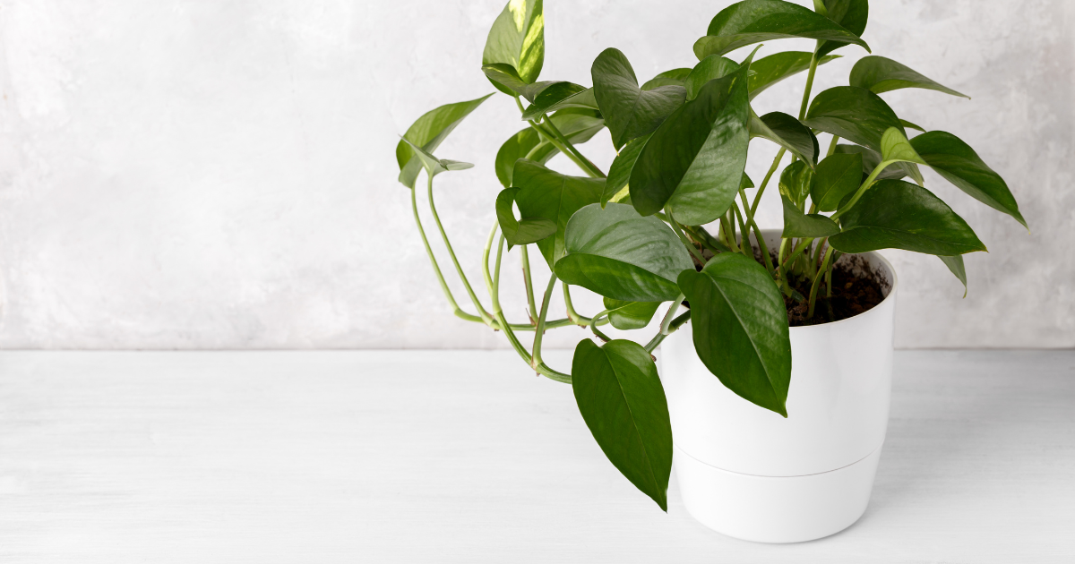 repotting Golden Pothos.png