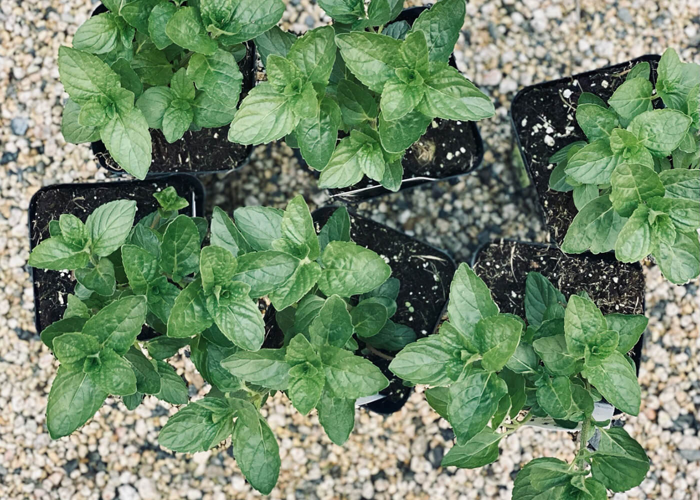 Garden Replanting in DTLA