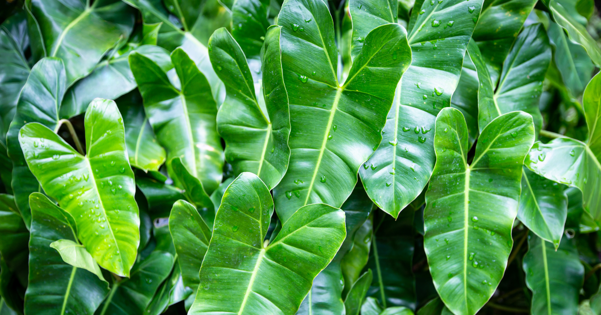 Philodendrons.png