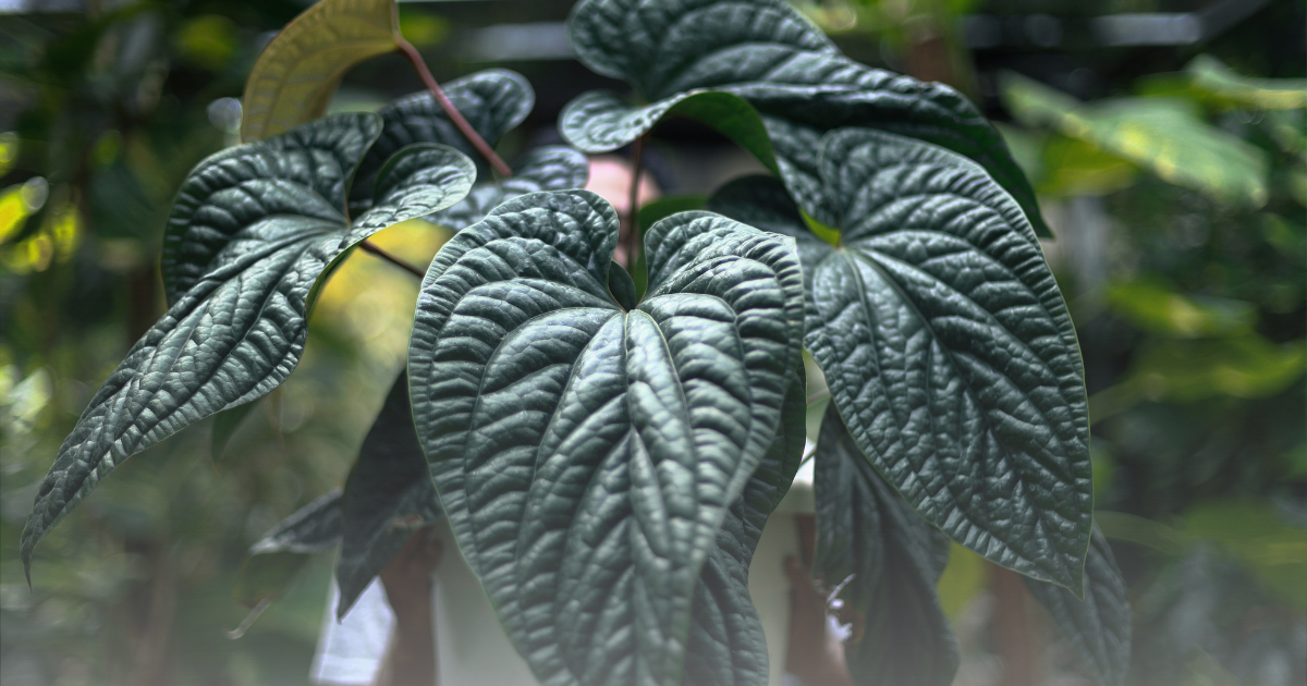 _Anthurium Luxurians.png