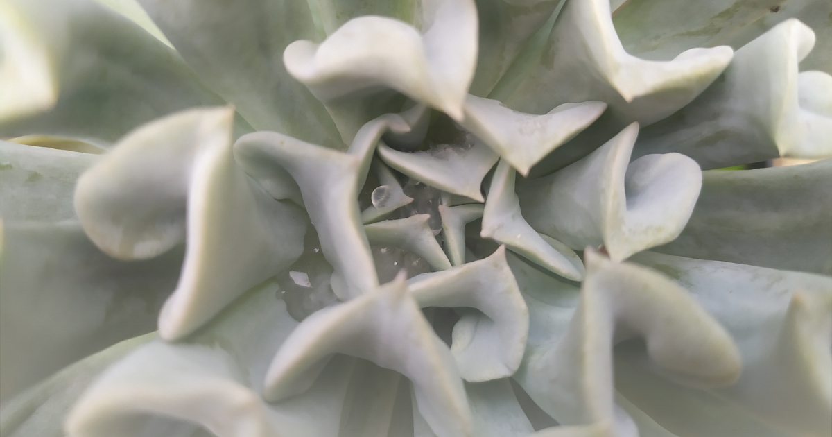 Echeveria runyonii -Topsy Turvy-.png