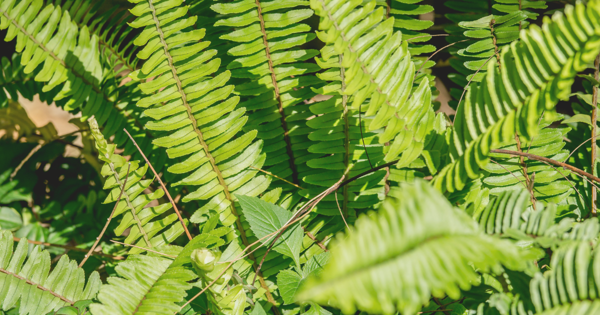 Growing Boston Ferns.png