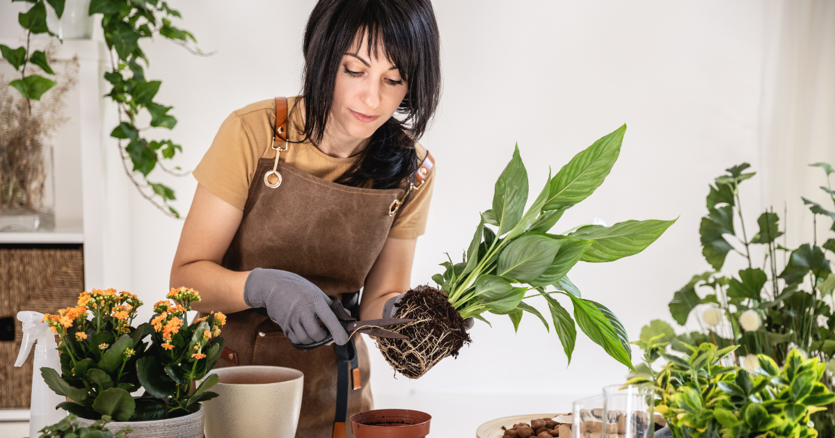 peace lily trimming roots.png