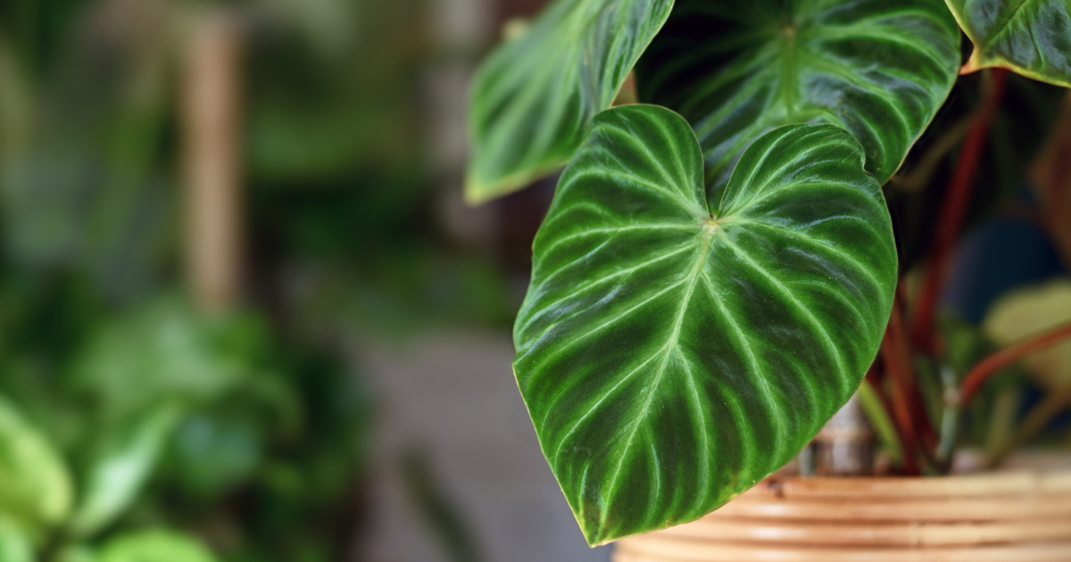 Philodendron Verrucosum .png