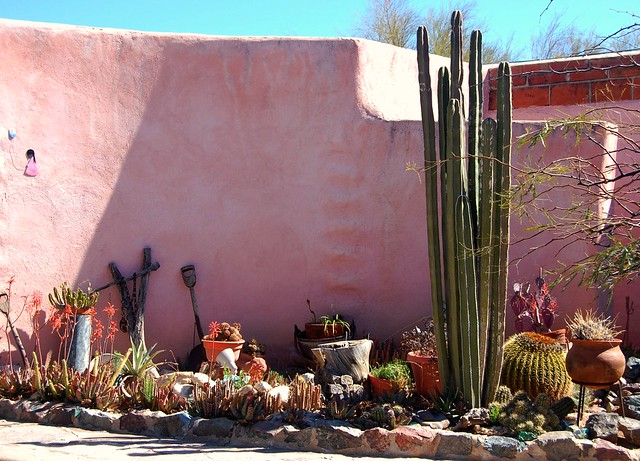 House in Tucson Arizona with Cactus