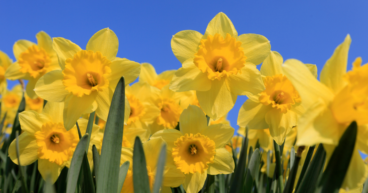 Daffodils.png