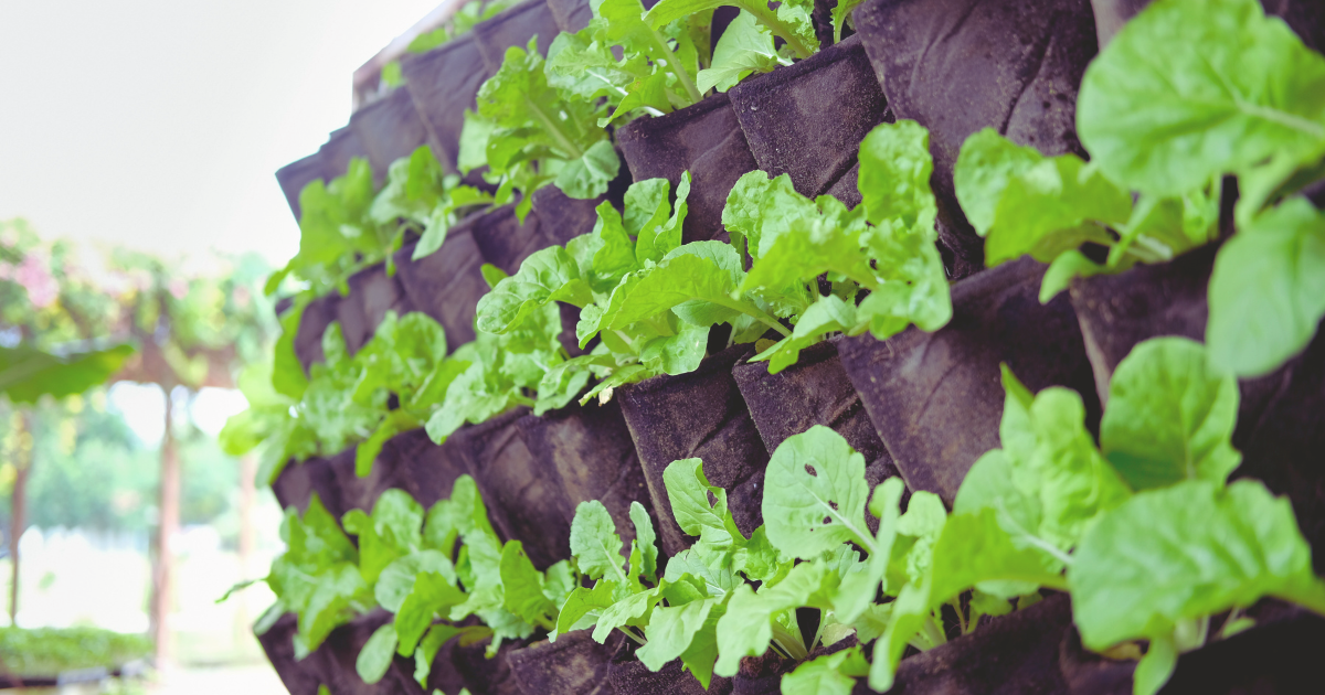 Hanging Shoe Organizer Garden.png