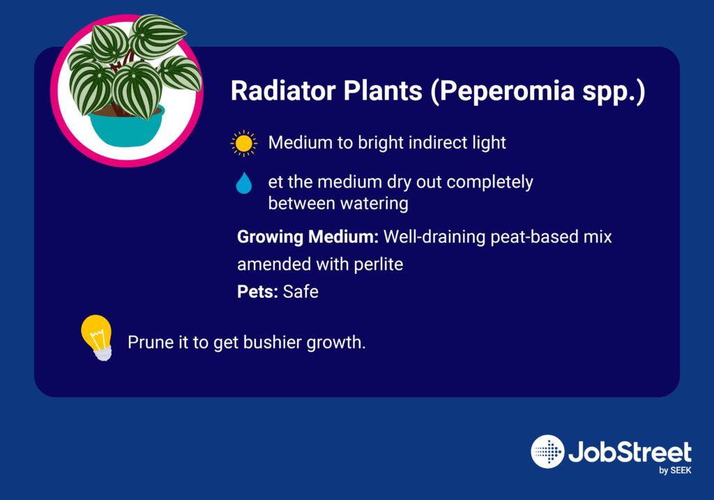 Radiator Plants (Peperomia spp.)