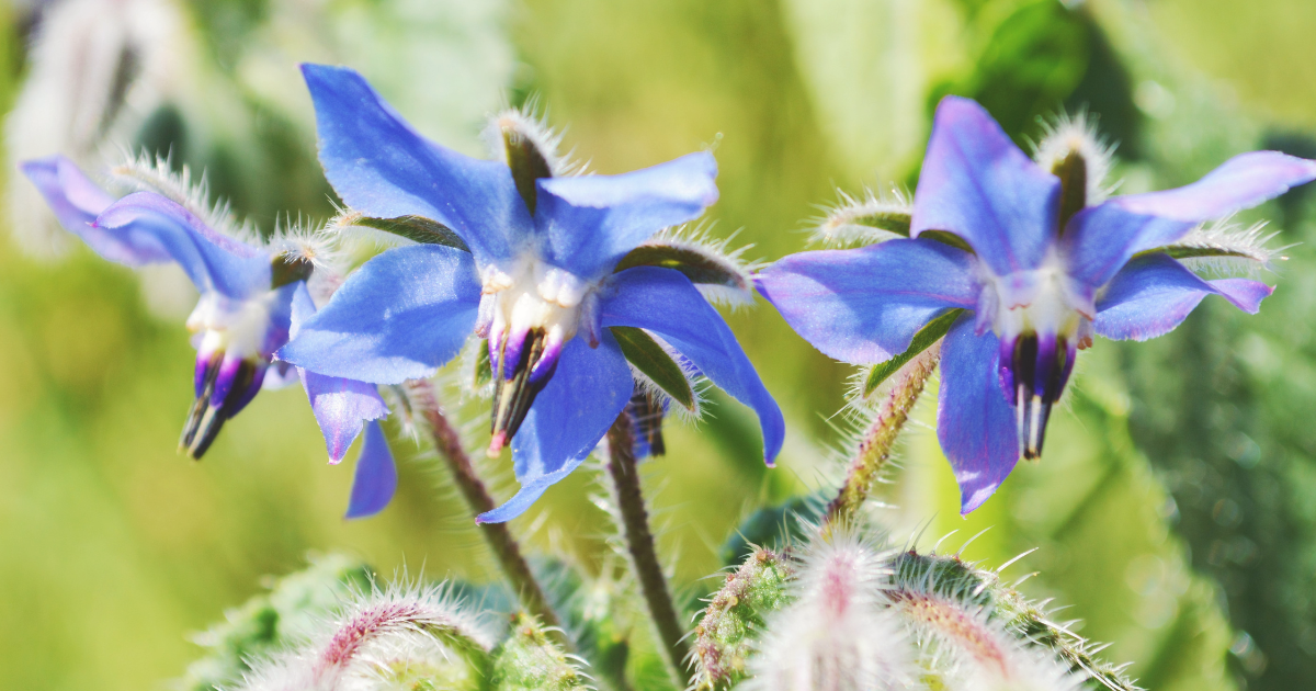 Borage.png