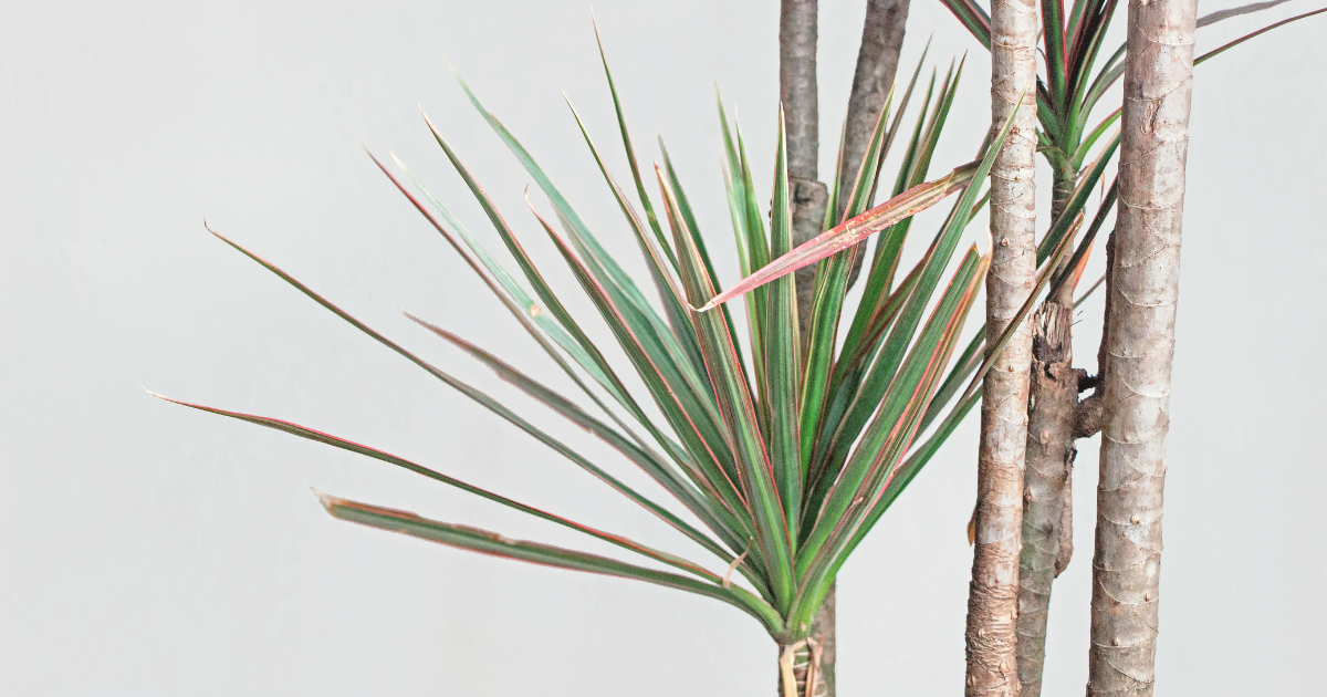 Dracaena Marginata.png