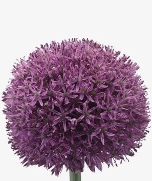 Allium - Variétés