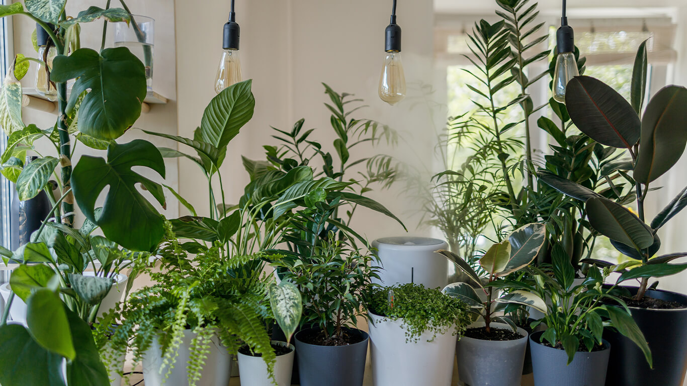The Best Indoor Plants According To Your Decor Style Lick