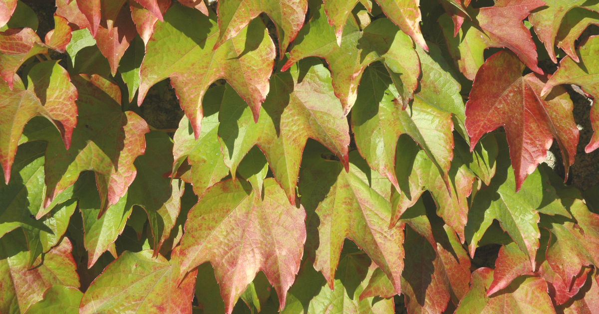 Boston Ivy.png