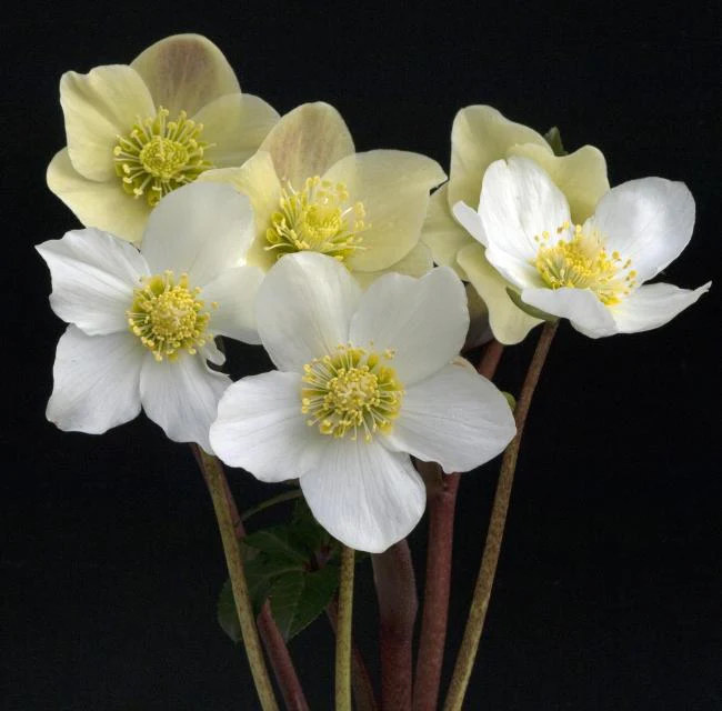 christmas-rose.webp