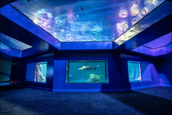 SHARKS! Exhibit at Georgia Aquarium