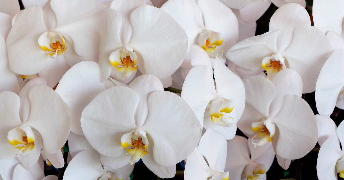 White Orchids.png
