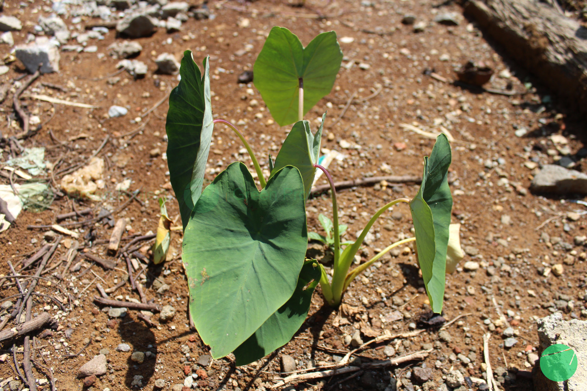 talas - Colocasia esculenta - 1.jpg