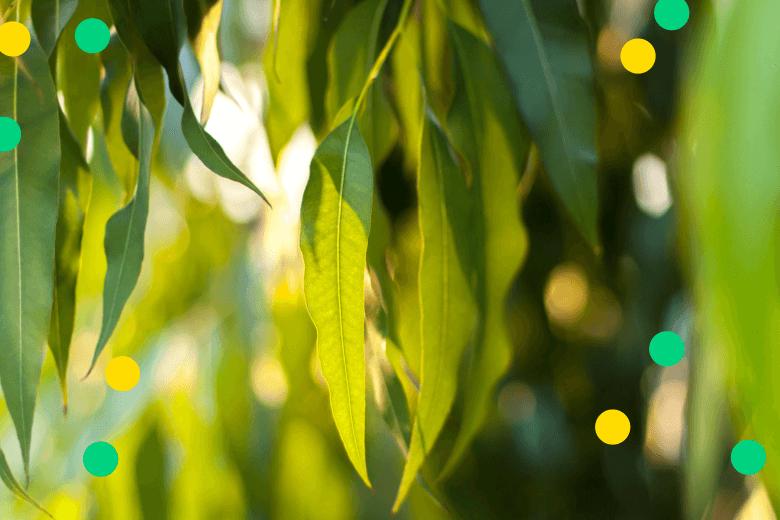 Sunlight shining through leaves