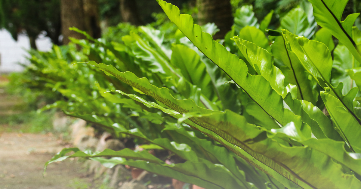 Bird-s Nest Fern.png