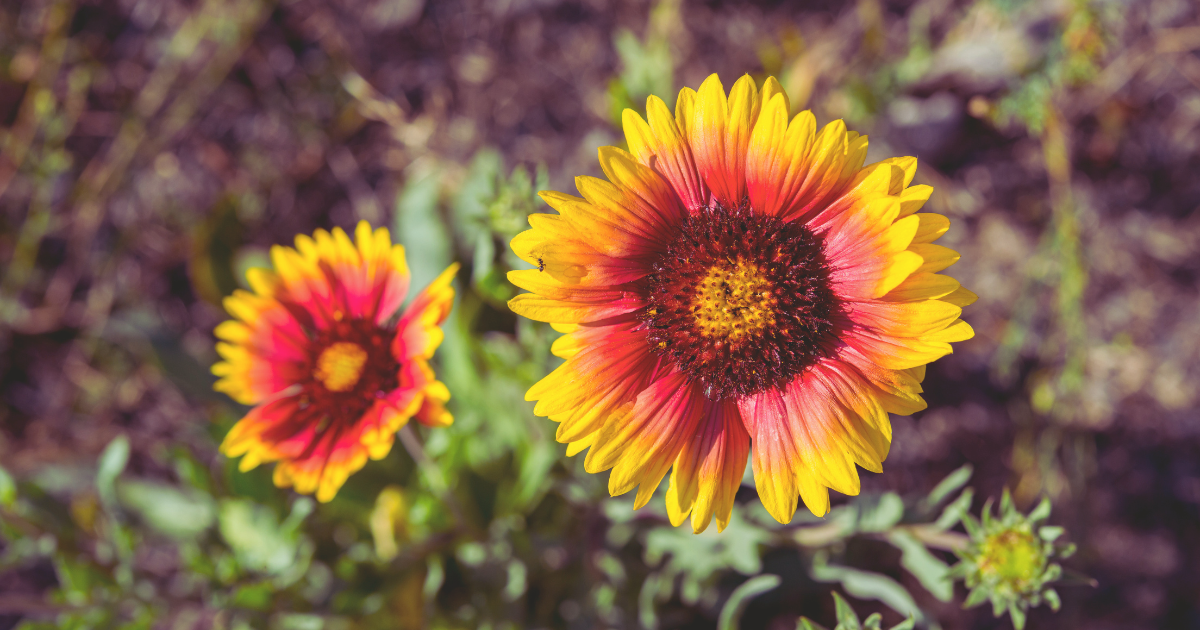 Blanket Flower.png