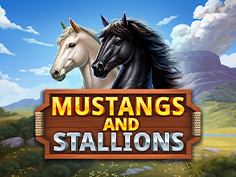 Mustang And Stallions