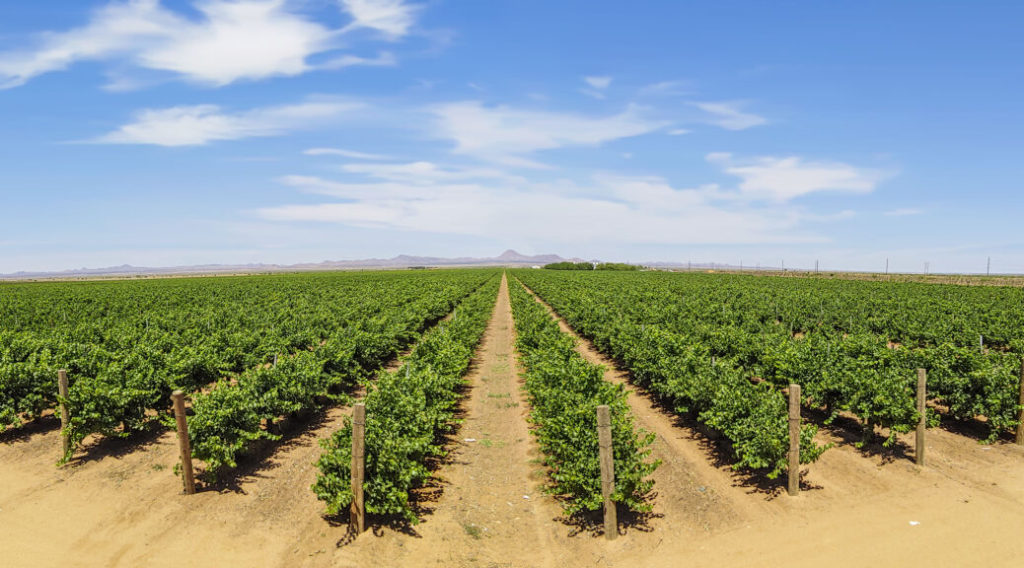 New Mexico grape vineyard