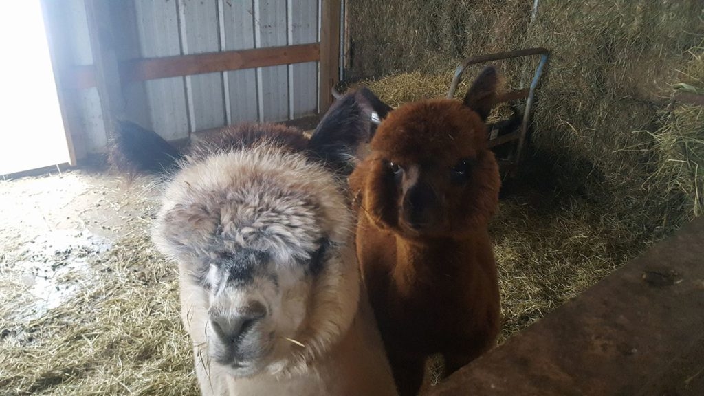 Double S Alpaca Farm is an awesome Harvest Hosts location in Minnesota.