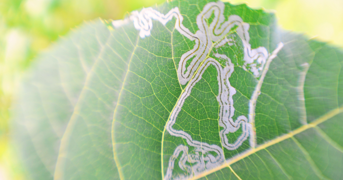 Leaf Miners.png