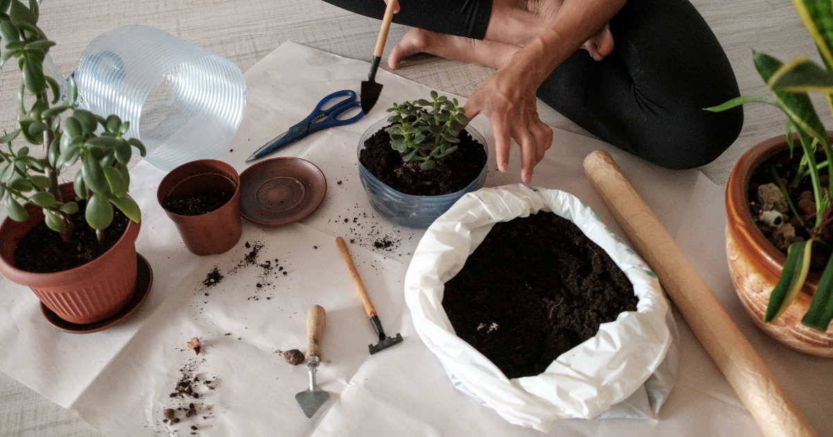 repotting houseplants in spring.png