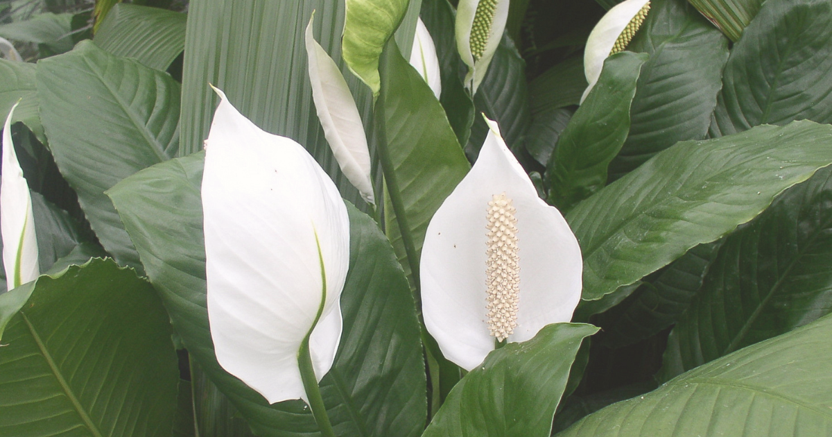 Peace Lily.png