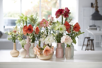 Des amaryllis rouges mais aussi blanches, roses... - Crédit photo : Ⓒ Lajoiedesfleurs.fr