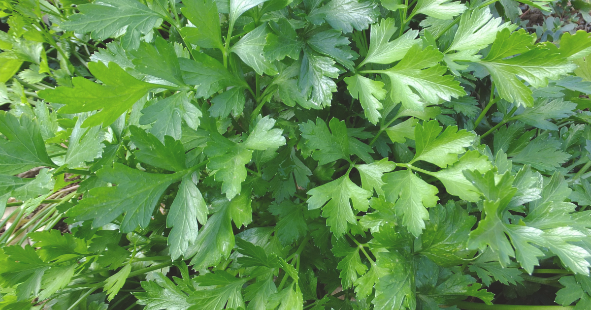 PARSLEY.png