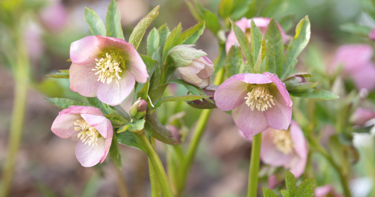 Hellebores (Helleborus spp.).png