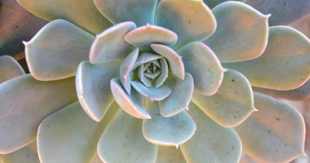 _Echeveria -Lola-.png