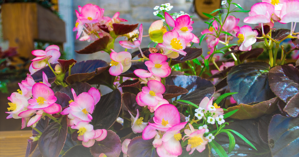 Begonia -Richmond-.png