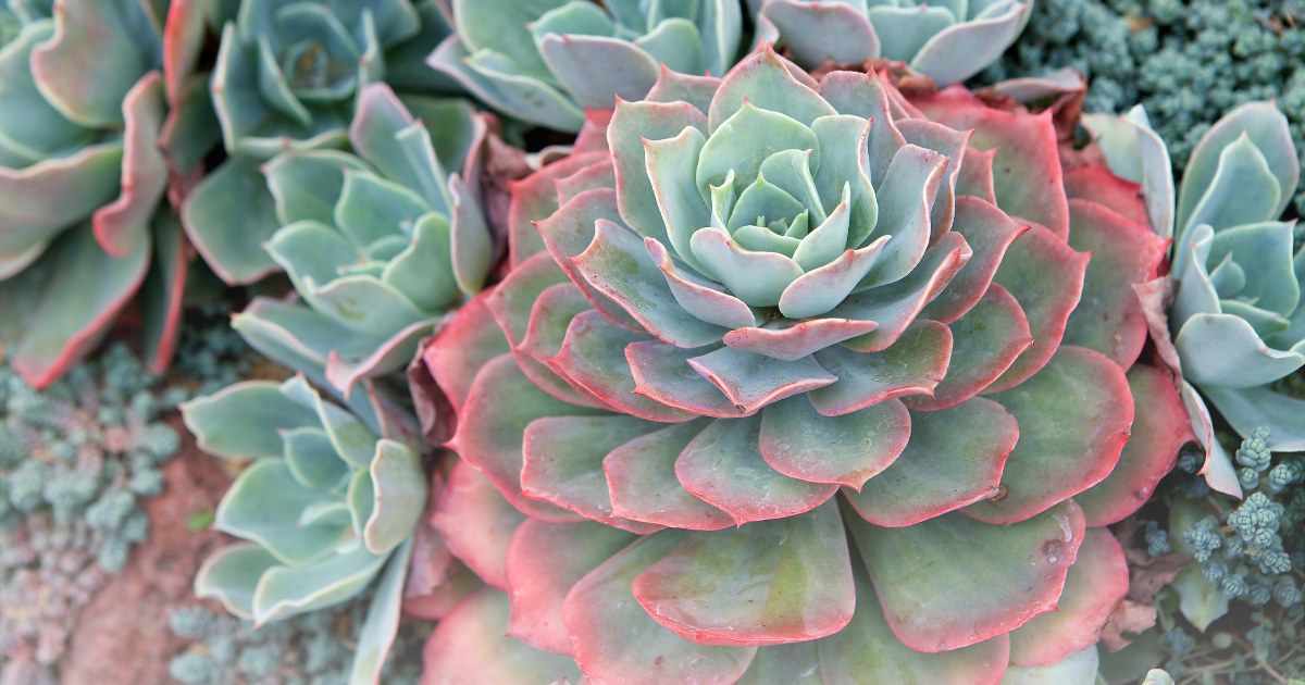 Echeveria -Fantasia-.png