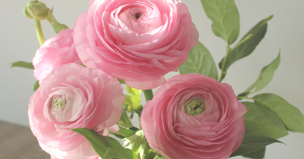 Ranunculus.png