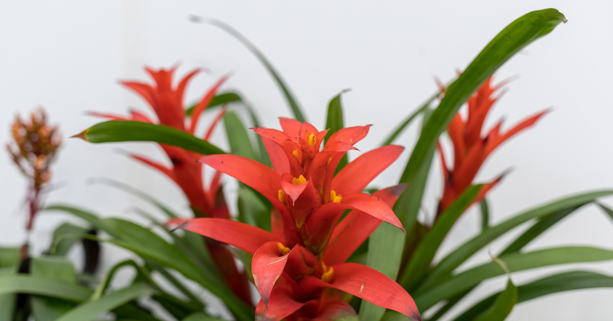 Guzmania.png