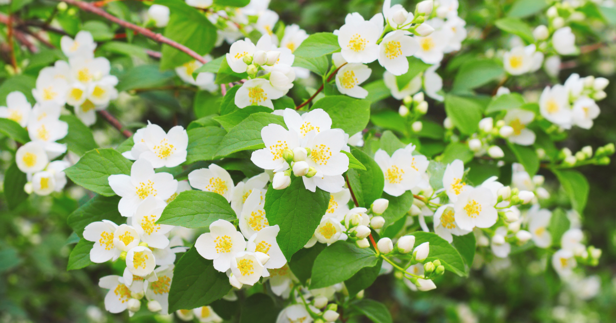 Mock Orange.png