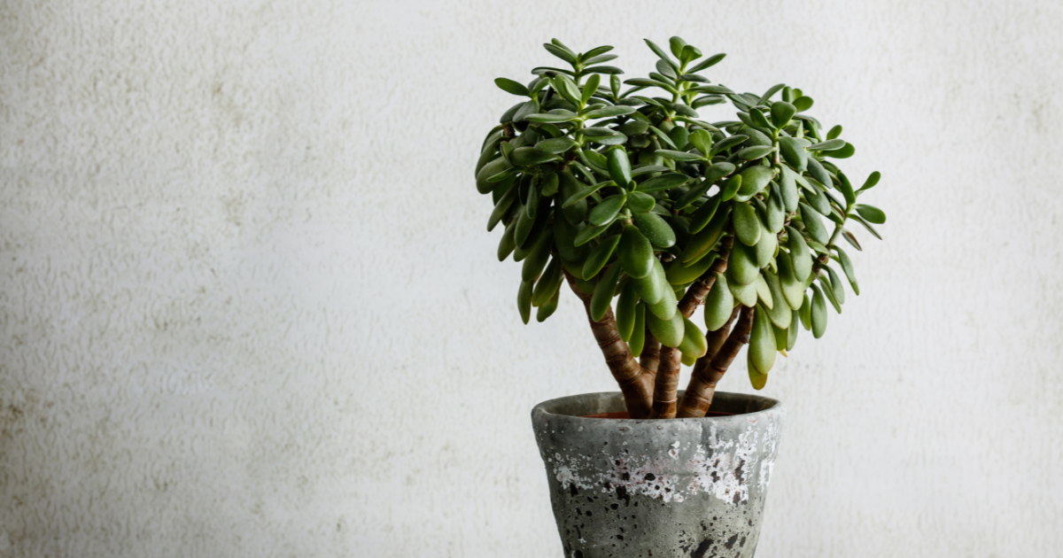 Jade Plant Pruning.png